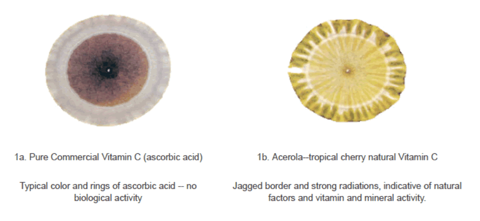 Natural Vitamin C vs Synthetic Vitamin C: Sự Khác Biệt và Lợi Ích Sức Khỏe